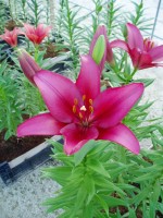 [1661 Noranda No01.JPG]